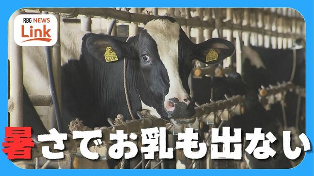 牛のお乳出ず パイナップルは日焼け「栽培にかけた2年間が…」猛暑が農畜産物に深刻な影響|TBS NEWS DIG