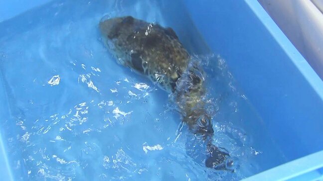 地元特産のフグに感謝する供養祭　豊漁を祈願してトラフグ40匹放流　大分・臼杵市|TBS NEWS DIG