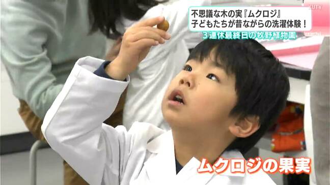 水に入れて振ると…ブクブク泡が！昔は「洗剤」として使われていた不思議な木の実「ムクロジ」子どもたちが洗濯体験【高知】|TBS NEWS DIG