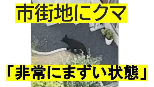 クマが変化「非常にまずい状態」市街地にクマが出没する理由を専門家が分析し見えた”クマの新しい生態” 「山にエサがない」のに「農作物が実る」ことも理由か（山形）|TBS NEWS DIG