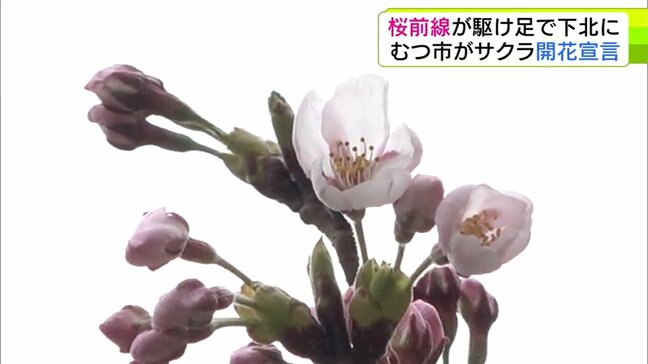 「桜前線」駆け足で北上！　青森県むつ市の「水源池公園」のサクラも開花！　下北半島にも“サクラの便り”届く|TBS NEWS DIG