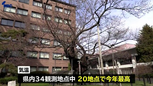 34観測地点中20か所で今年最高　5月中旬から6月中旬並みの暖かさに　盛岡市の石割桜は開花間近|TBS NEWS DIG