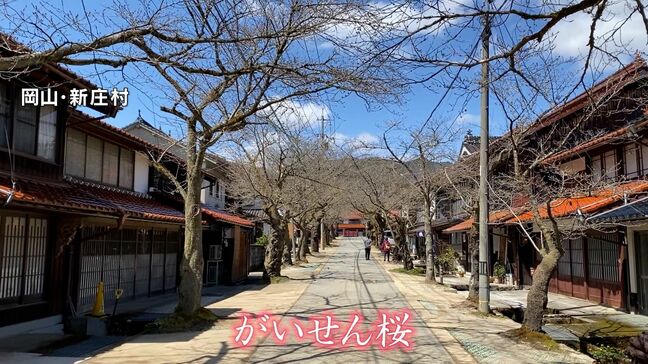 約120年の歴史を誇るがいせん桜　133本のソメイヨシノを保全する「晴れ風アクション」始動【岡山】|TBS NEWS DIG