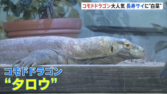 名古屋・東山動植物園の「コモドドラゴン」に行列　国内最高齢「クロサイ」に一層の長寿祈り白菜贈られる|TBS NEWS DIG