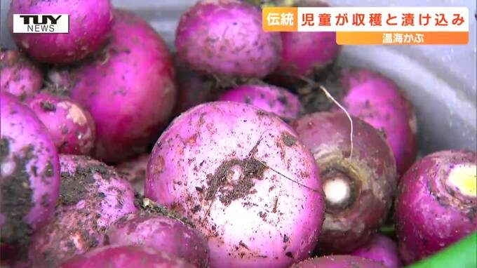 皮は真っ赤で中は真っ白！  児童が伝統野菜 "温海かぶ" の収穫と漬物作りに挑戦！（山形・鶴岡市）　|　山形のニュース│TUYテレビユー山形