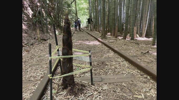 「日本一美しい廃線跡」まさかレールの間から…新世代「ど根性タケノコ」ニョキニョキ生えてきた　|　BSSニュース | BSS山陰放送