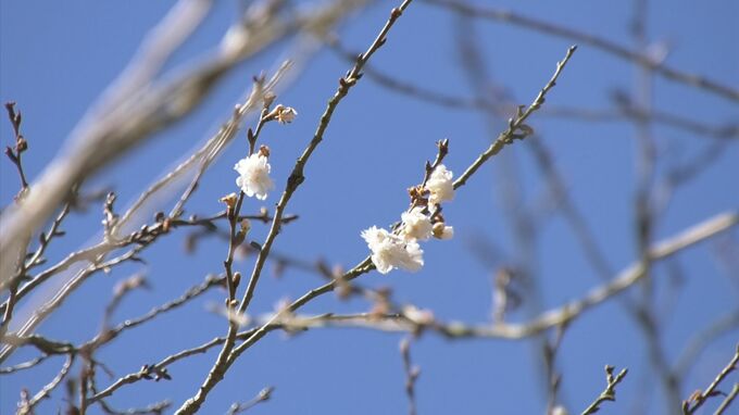 続く「季節外れの暖かさ」影響か…早くもソメイヨシノ「開花」した木も　街中には早くも「春の装い」　|　BSSニュース | BSS山陰放送