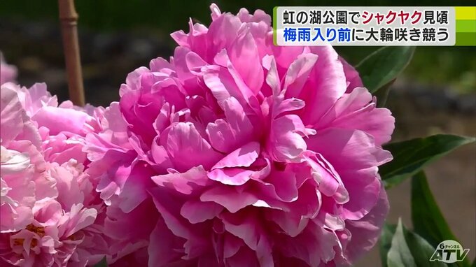 虹の湖公園で30種類約700株のシャクヤクが咲き競う　大輪の花々に「すごくすてき」　|　青森のニュース│ATV NEWS│青森テレビ