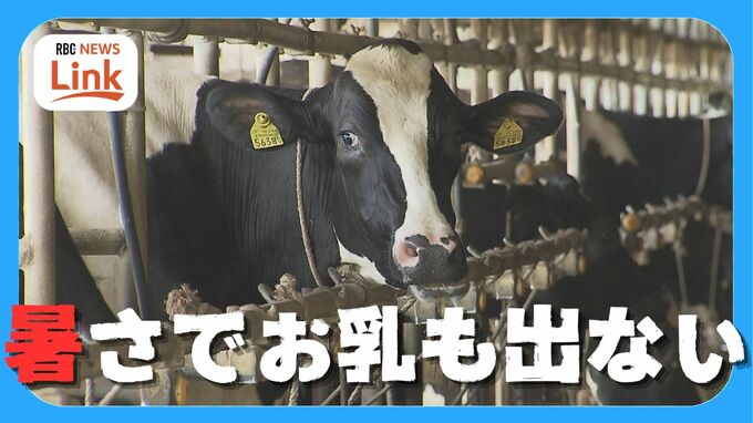 牛のお乳出ず パイナップルは日焼け「栽培にかけた2年間が…」猛暑が農畜産物に深刻な影響　|　沖縄のニュース｜RBC 琉球放送
