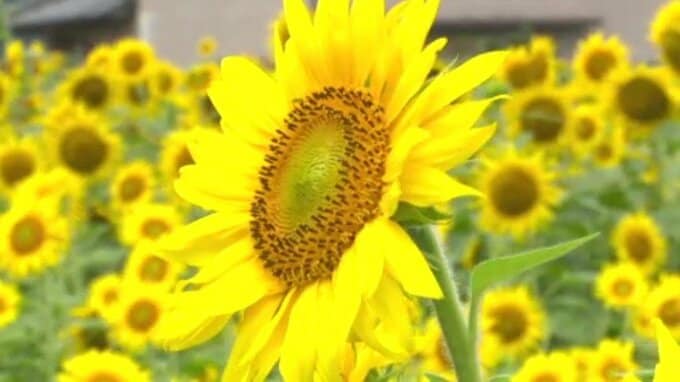 5万本のヒマワリが見頃  愛媛・新居浜市 |TBS NEWS DIG