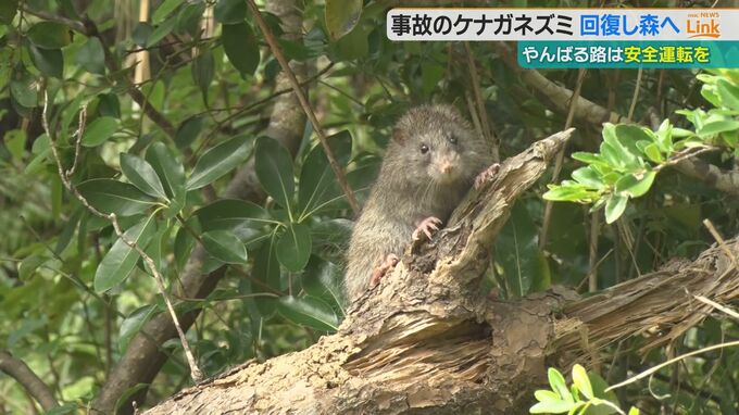“ICUで治療”の天然記念物・ケナガネズミ　無事に森にかえる　治療後に野生に戻れたのは初|TBS NEWS DIG