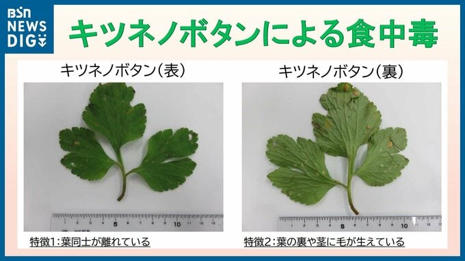 知人からもらって卵とじにした“ミツバ”の中に 有毒の「キツネノボタン」今年初めての有毒植物による食中毒 新潟県|TBS NEWS DIG