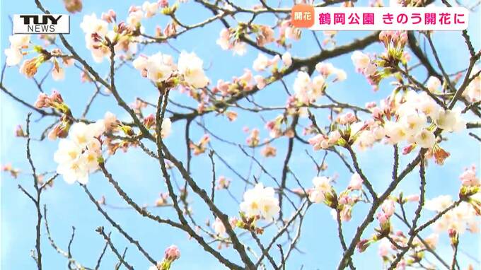 「とても幸せな気持ち」桜の名所 "鶴岡公園" で次々と桜が開花！（山形）　|　山形のニュース│TUYテレビユー山形