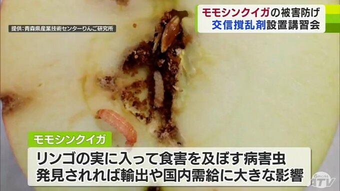 リンゴの実に入って食害及ぼす「モモシンクイガ」の交尾阻害に期待　交信撹乱剤『コンフューザーR』　設置の講習会で参加者は「そんなに難しくない」　|　青森のニュース│ATV NEWS│青森テレビ