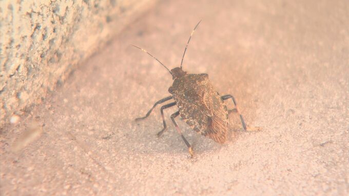 「カメムシ」大量発生　鳥取県が対策…予備費1500万円で緊急防除へ　特産「二十世紀梨」への被害懸念　|　BSSニュース | BSS山陰放送
