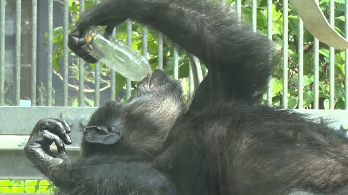 好物の「ナッツのはちみつ漬け」豪快にラッパ飲み　動物の合同バースデー　|TBS NEWS DIG