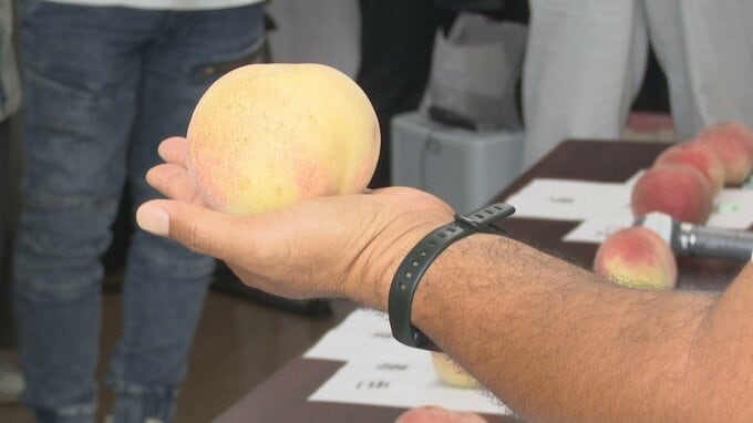 ふるさと納税担当者が実物を見て品質基準を確認　返礼品用モモの「目合わせ会」　山梨・甲州市　|　山梨のニュース | ＵＴＹテレビ山梨