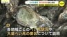 カキ大量死　県の説明会はじまる　養殖業者から原因究明を求める声　広島　|　RCC NEWS | 広島ニュース | RCC中国放送