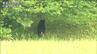 登米市でクマ目撃相次ぐ　軽乗用車と衝突し死んだクマと同一か　|　宮城のニュース│tbc NEWS│tbc東北放送