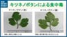 知人からもらって卵とじにした“ミツバ”の中に 有毒の「キツネノボタン」今年初めての有毒植物による食中毒　新潟県　|　新潟のニュース・天気｜BSN NEWS｜BSN新潟放送