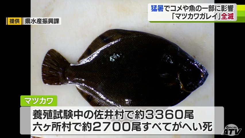 ふるさと納税 青森県 中泊町 中泊産養殖マツカワガレイ（アラ有） 中泊産 マツカワガレイ（アラ有り） 中泊さかなプロダクツ協議会