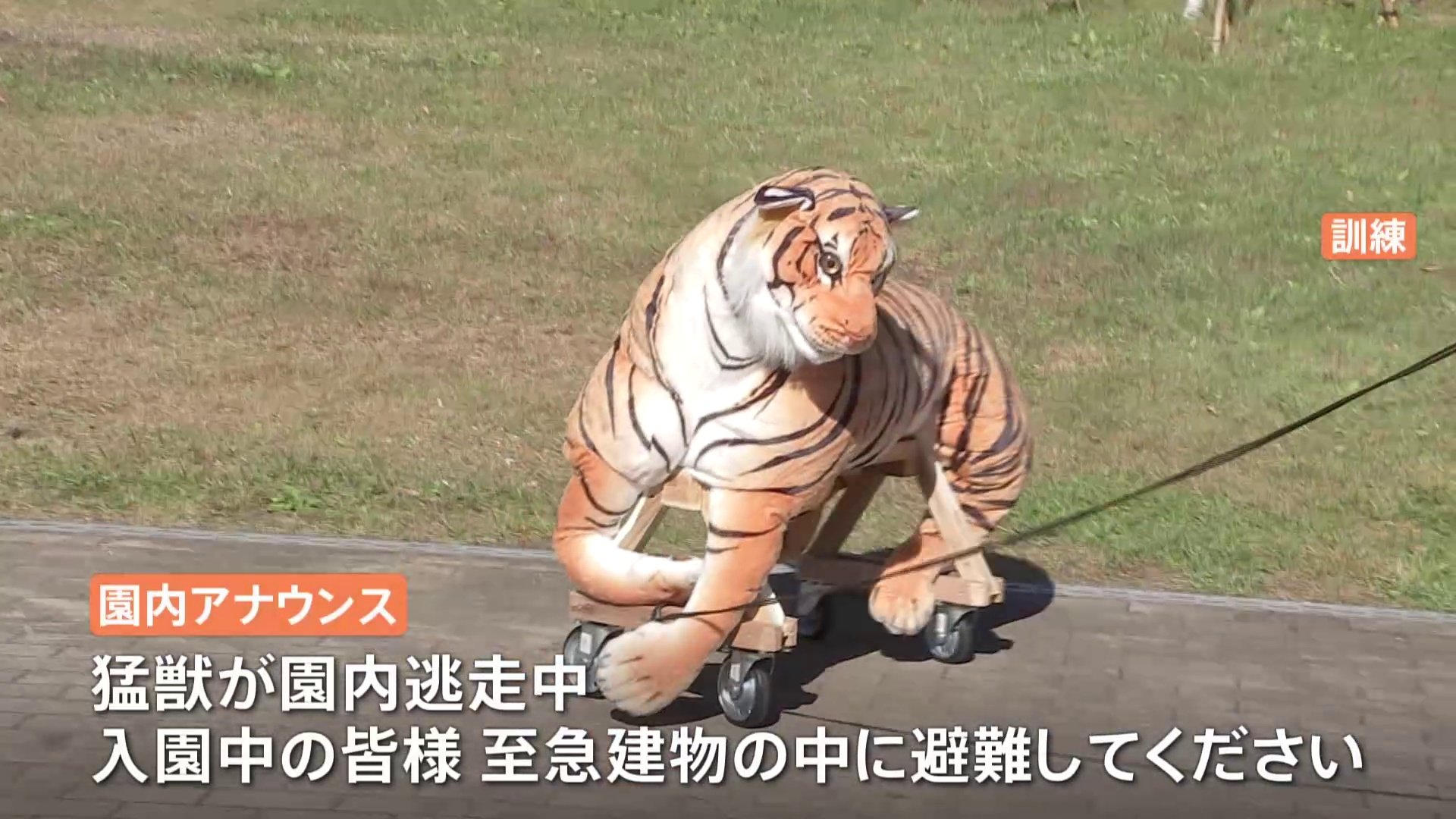 トラ脱走 を想定した訓練を実施 麻酔銃を発射し ぬいぐるみのトラを捕獲 那須どうぶつ王国 Tbs News Dig