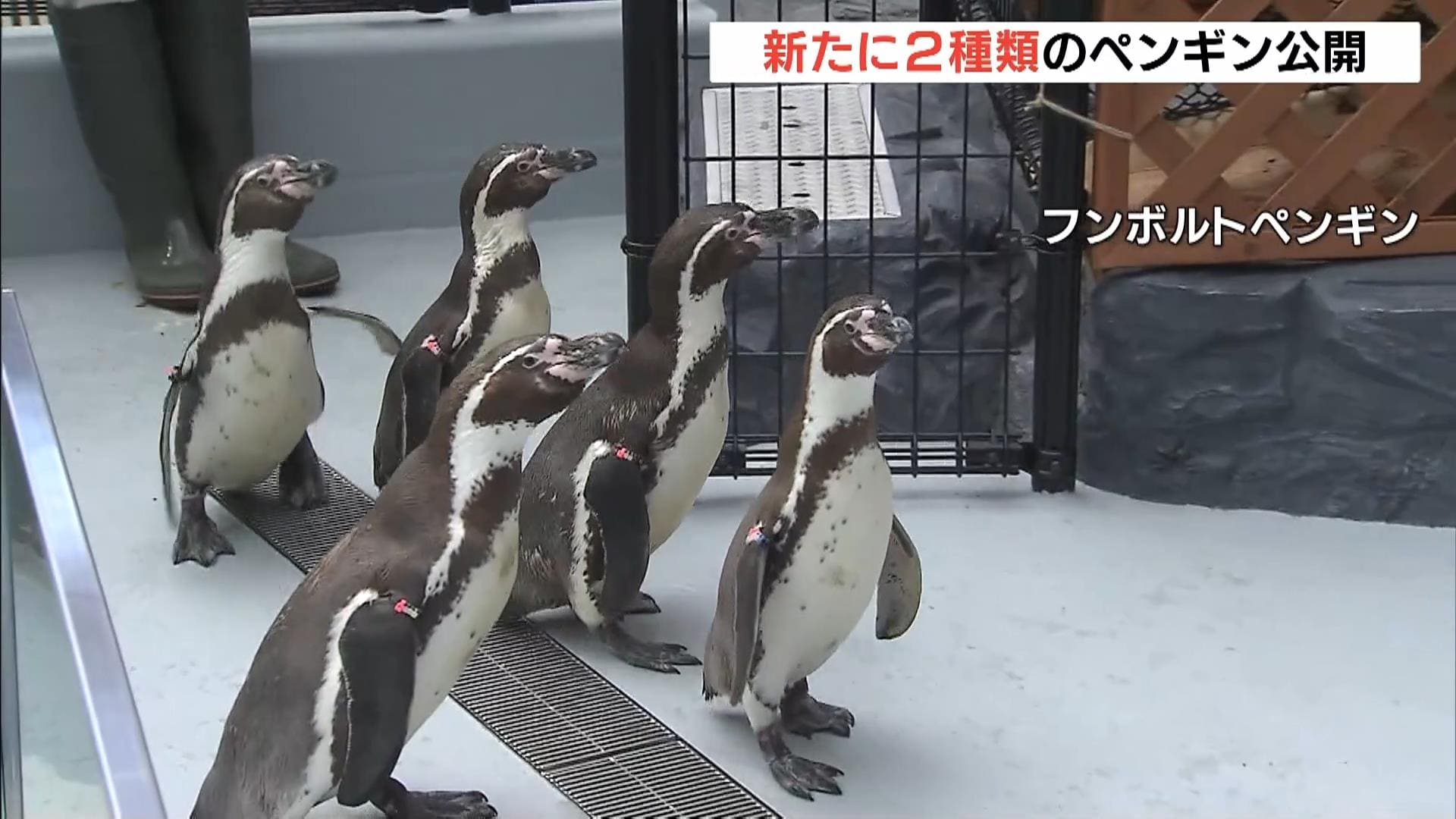 2種類のペンギンが仲間入り！「フンボルトペンギン」と「マゼラン