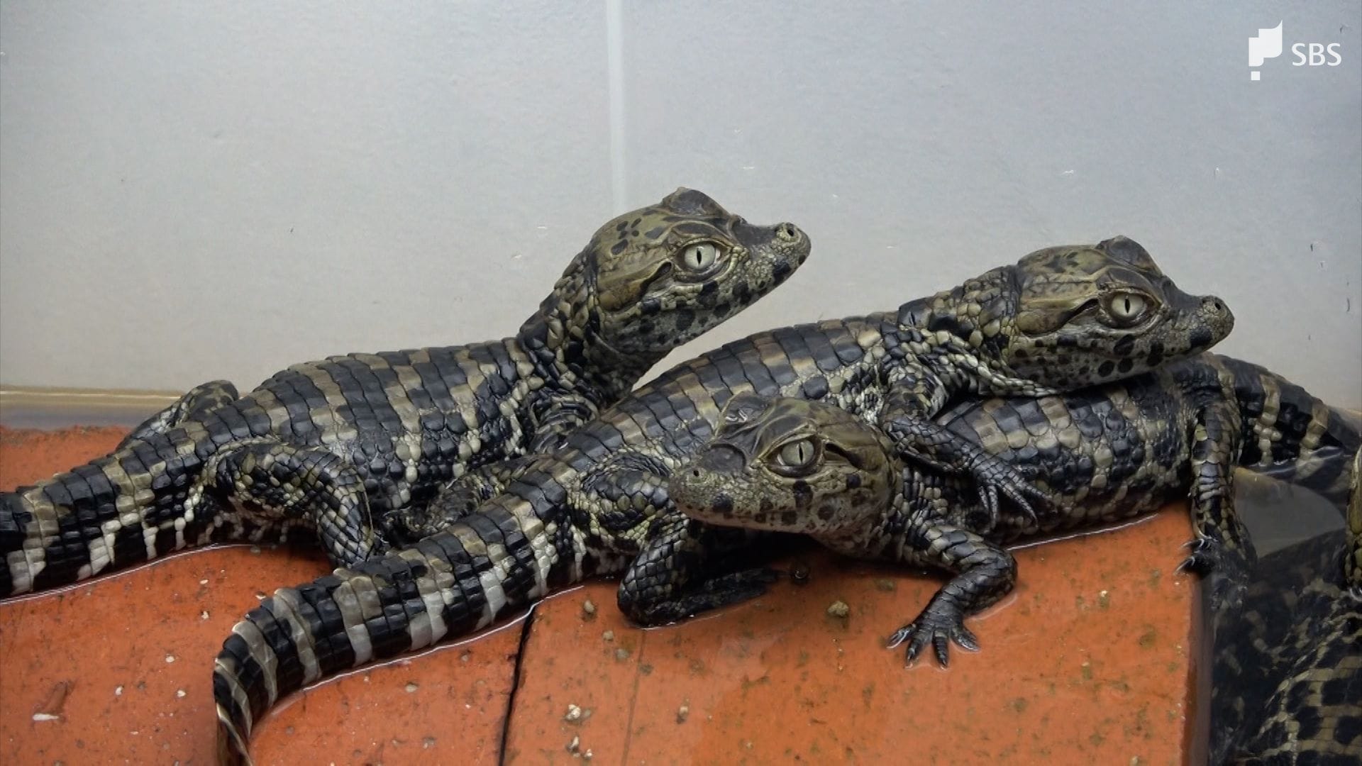 ワニの赤ちゃん続々 成長すると2メートル以上に=静岡・東伊豆町の熱川