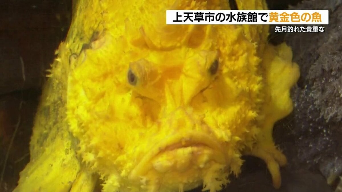 黄金色のオニオコゼ 突然変異！？ 熊本県上天草市で展示中 | TBS NEWS DIG