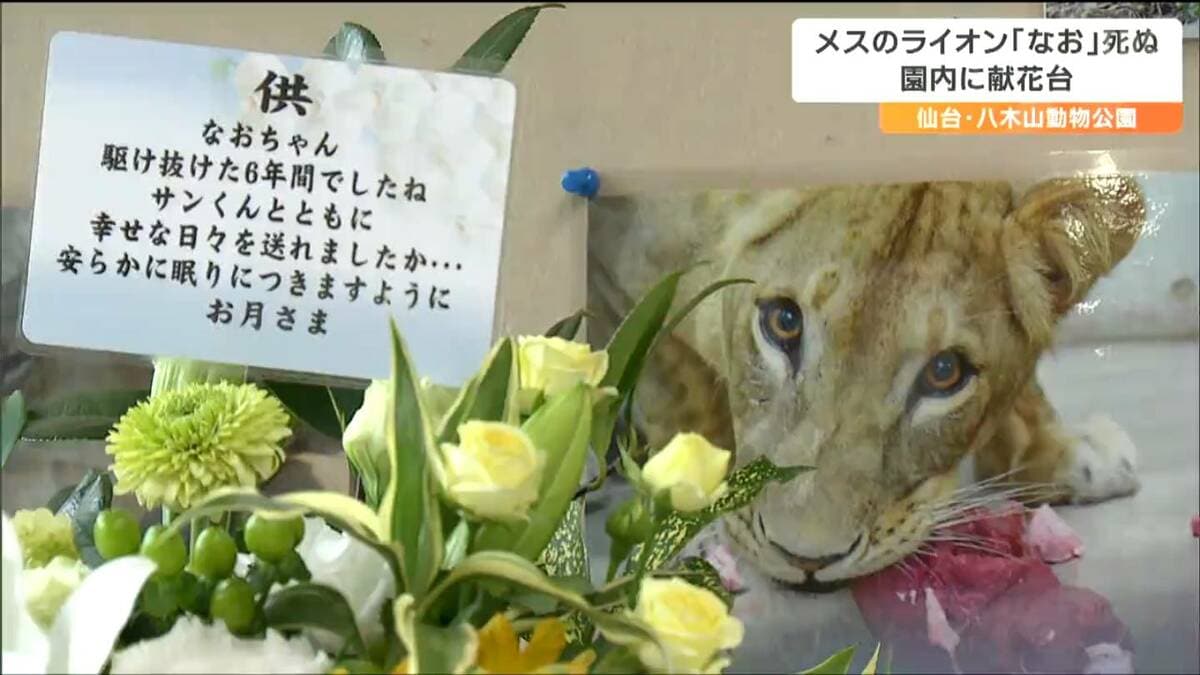 大きな花冠を被った大きなライオン顔の植木鉢・1点 八木山動物園公園のライオン「なお（6）」天国へ「突然のことで