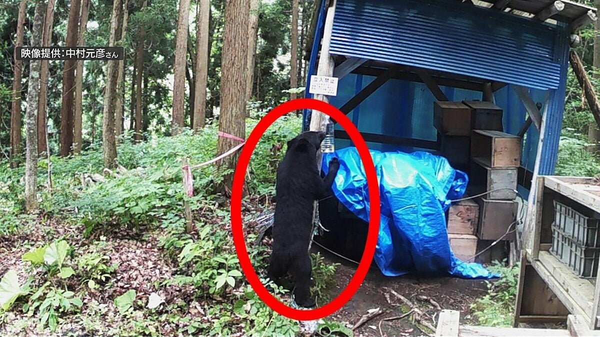 【2518】クマページ クマ」酒や砂糖入りのペットボトルをあさる 監視カメラが捉えた一部