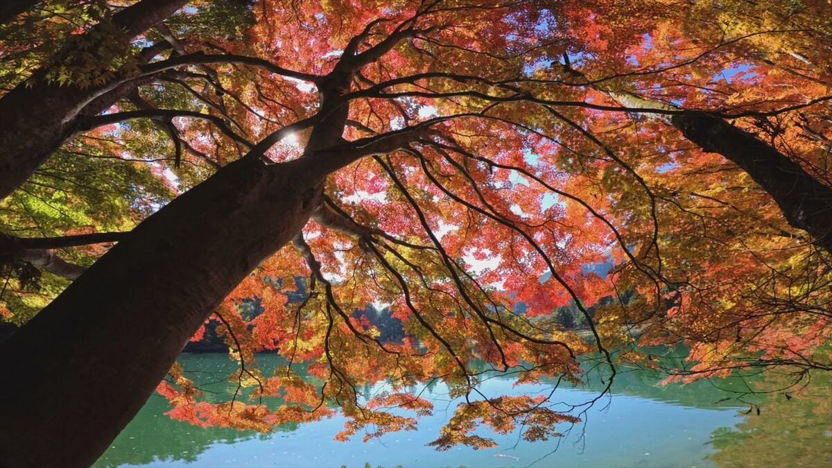 「毎年見るのが楽しみ」 湖を囲むイロハモミジなどの木々　赤や黄色に色づき見ごろ迎える　山梨・南伊奈ヶ湖