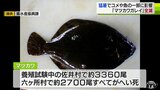 養殖試験中のマツカワガレイ約6000匹がへい死…　夏の猛暑による大きな影響を報告|TBS NEWS DIG