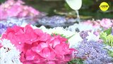 寺に咲くアジサイ 見ごろ　80種類･3000株　神宮寺（広島･府中市）　|　RCC NEWS | 広島ニュース | RCC中国放送