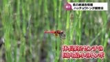 体長約2cm 日本最小のトンボ「ハッチョウトンボ」 都城市の神田湿地で小学生が観察会 | MRTニュース | MRT宮崎放送