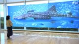 病院に実物大のジンベエザメ 長さ10m、幅5mのタペストリー展示=県立静岡がんセンター | 静岡のニュース | SBSNEWS | 静岡放送