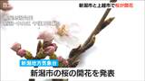 「うれしいですよ!春がきた」新潟市と上越市で桜の開花相次いで発表|TBS NEWS DIG