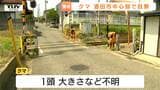【現場動画】「毎日散歩しているから怖い」中心市街地にクマ出没 近くの学校では保護者付き添いの登下校など対応(山形・酒田市)|TBS NEWS DIG