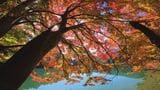 「毎年見るのが楽しみ」 湖を囲むイロハモミジなどの木々　赤や黄色に色づき見ごろ迎える　山梨・南伊奈ヶ湖　|　山梨のニュース | ＵＴＹテレビ山梨