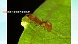 強い毒を持つ中南米原産「コカミアリ」980匹を倉敷・水島港で再び発見 今年7月にも【岡山】|TBS NEWS DIG