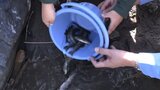 「元気に育ってね」岩泉町の小本川で児童がヤマメの稚魚放流 岩手|TBS NEWS DIG