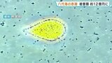 【赤潮被害】魚44万匹死滅 被害額12億円に拡大 終息見通せず　熊本・八代海|TBS NEWS DIG