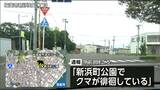 「クマが徘徊している」観光市場にも近い塩釜の沿岸部 クマの目撃相次ぐ | 宮城のニュース│tbc NEWS│tbc東北放送