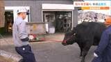 「ありがとうと伝えた」農業高校生が育てた牛の『ススゴロウ』830キロまで成長 和牛甲子園に出発 宮城 | 宮城のニュース│tbc NEWS│tbc東北放送