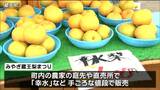 梨まつり「毎年来ているけど楽しみ」みずみずしく甘さが特徴の幸水など手軽な値段で販売 宮城県・蔵王町|TBS NEWS DIG