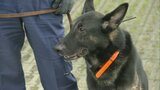 「登山は無理のない計画を」警察犬と共に山岳捜索救助訓練 秋の行楽シーズン迎え注意呼びかけ | 福岡のニュース|RKB NEWS|RKB毎日放送