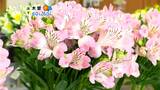 アルストロメリアやカーネーションなど約280点！長野県・南信地方の生産者が育てた切り花が並ぶフラワーフェア　|　SBC NEWS | 長野のニュース | SBC信越放送