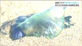 触ると激しい痛み「カツオノエボシ」砂浜に200匹…死んでも毒消えず「クラゲ注意」看板設置 仙台|TBS NEWS DIG