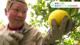 ボクシング・第５４代日本ウェルター級王者が生産する『チャンピオン文旦』収穫始まる　高知・宿毛市|TBS NEWS DIG