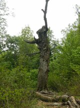 推定樹齢４００年　世界遺産・白神山地の象徴「マザーツリー」枯死|TBS NEWS DIG